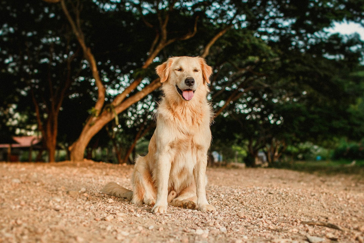 K9 Ancestral Diet • The Way Nature Intended logo