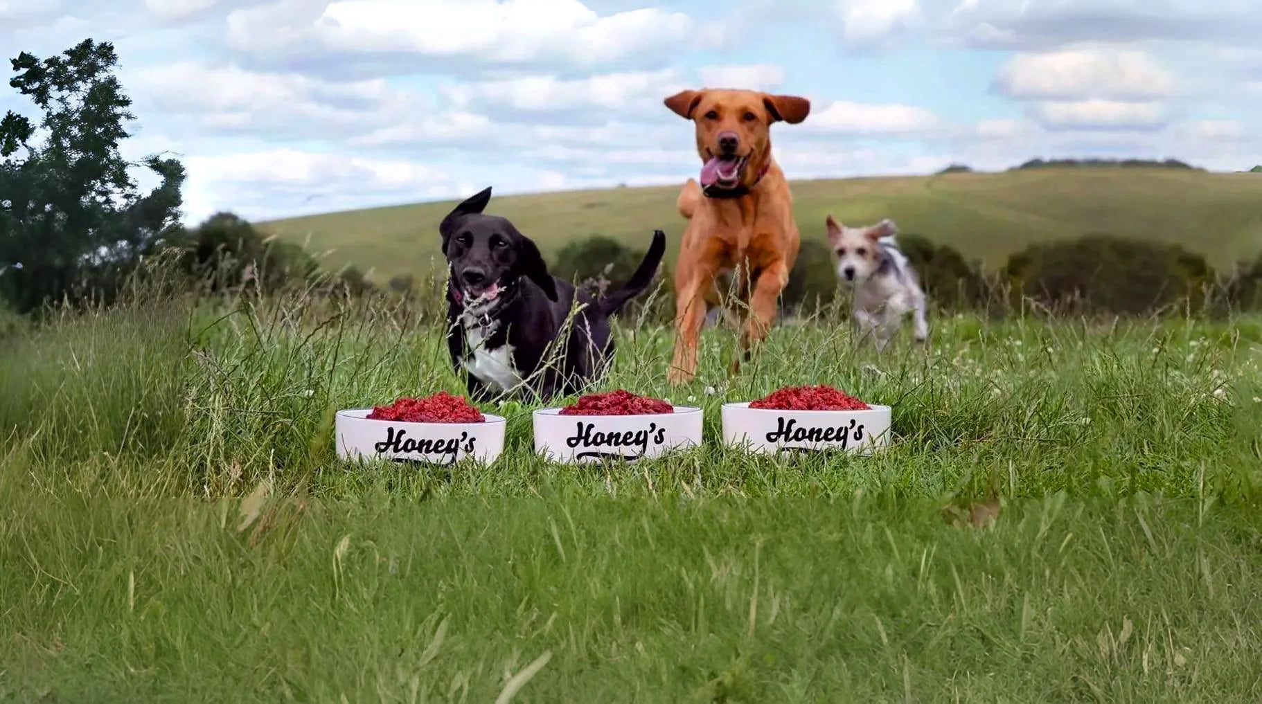Honey's logo