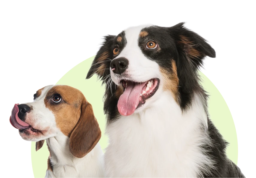 Ultimate Pet Nutrition logo