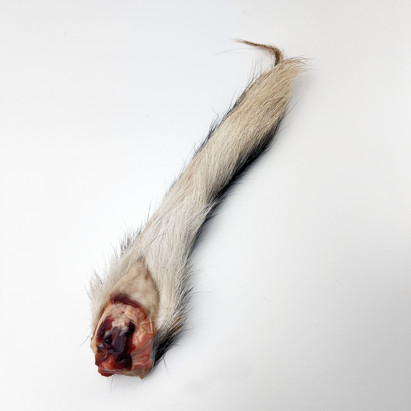 Wild Australian Deer Tails
