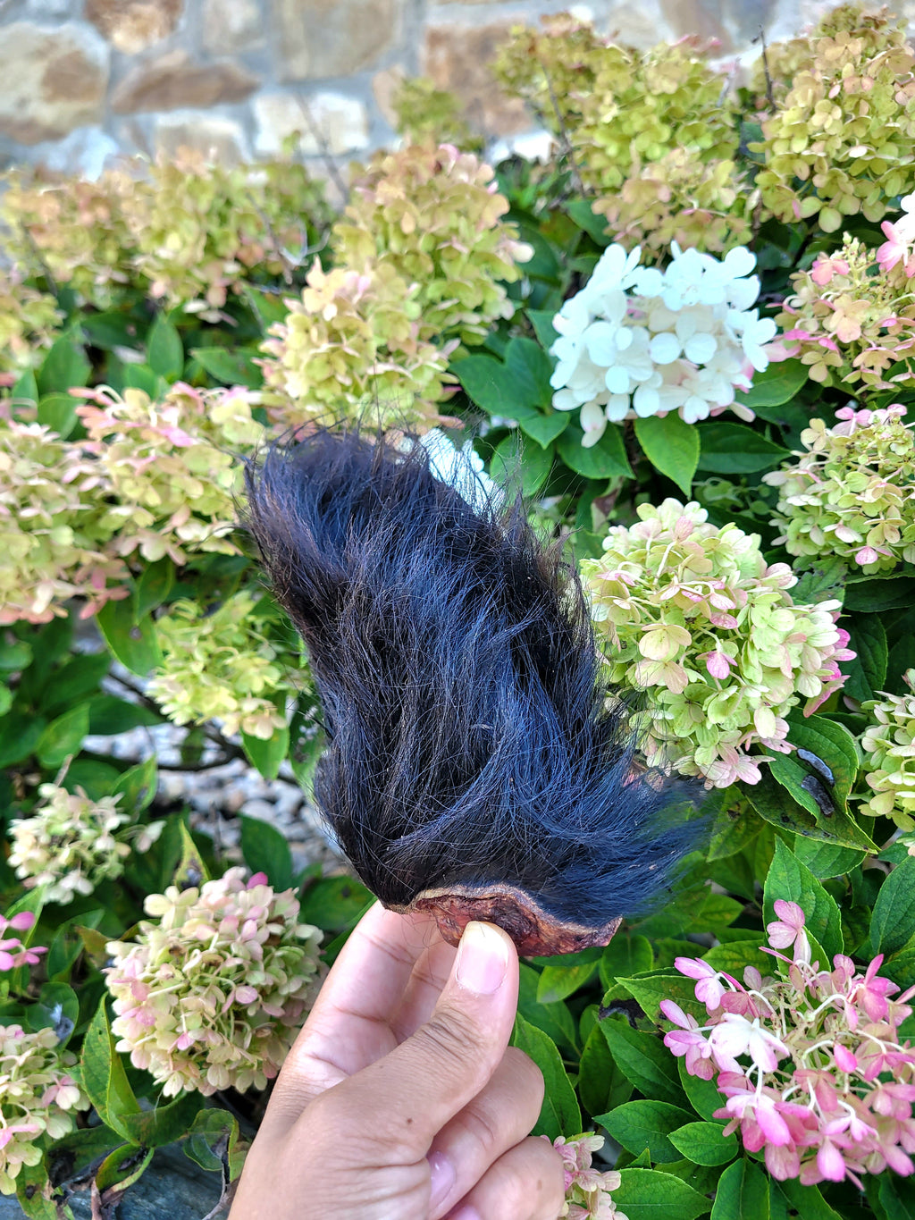 Dehydrated Bison Ears