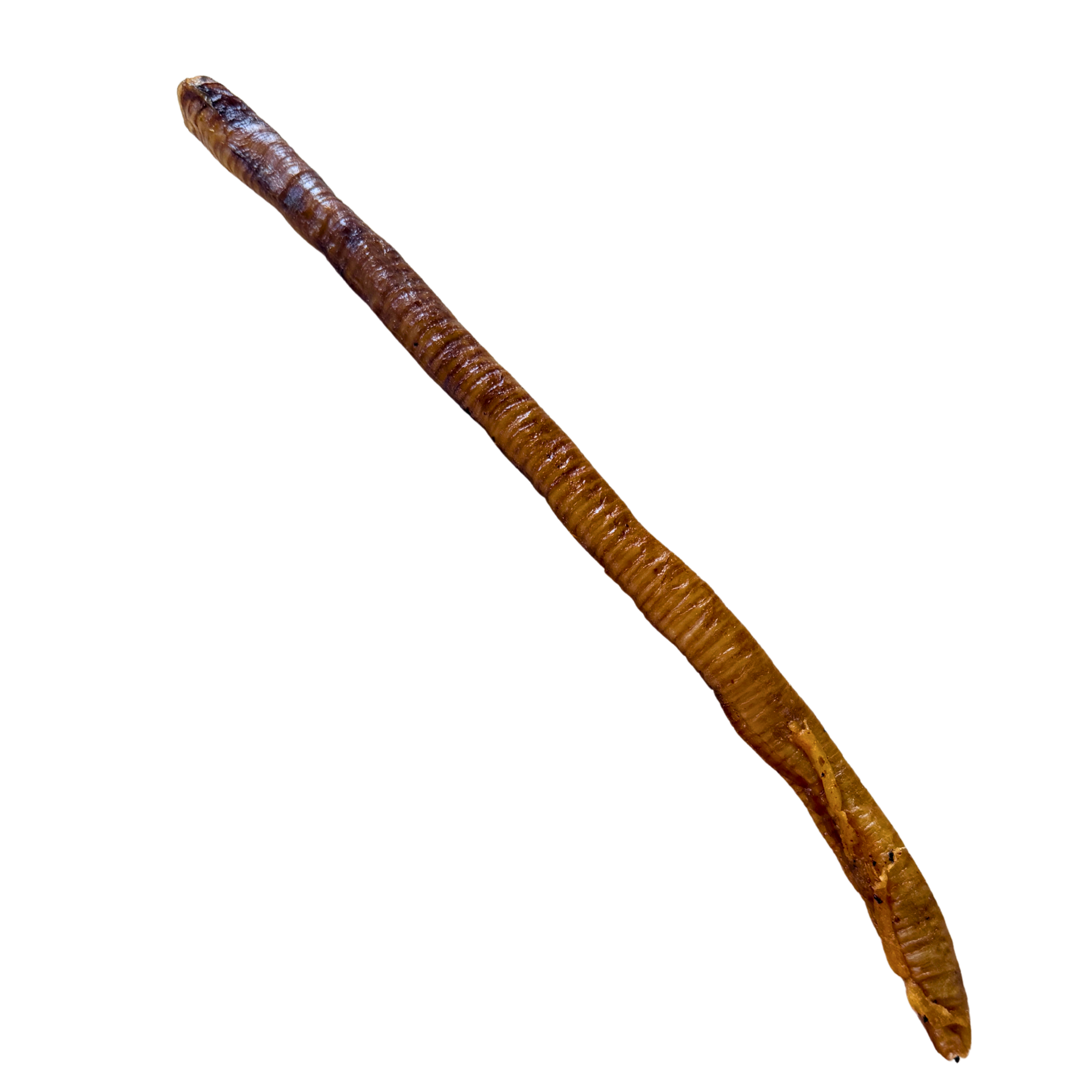 Turkey Trachea