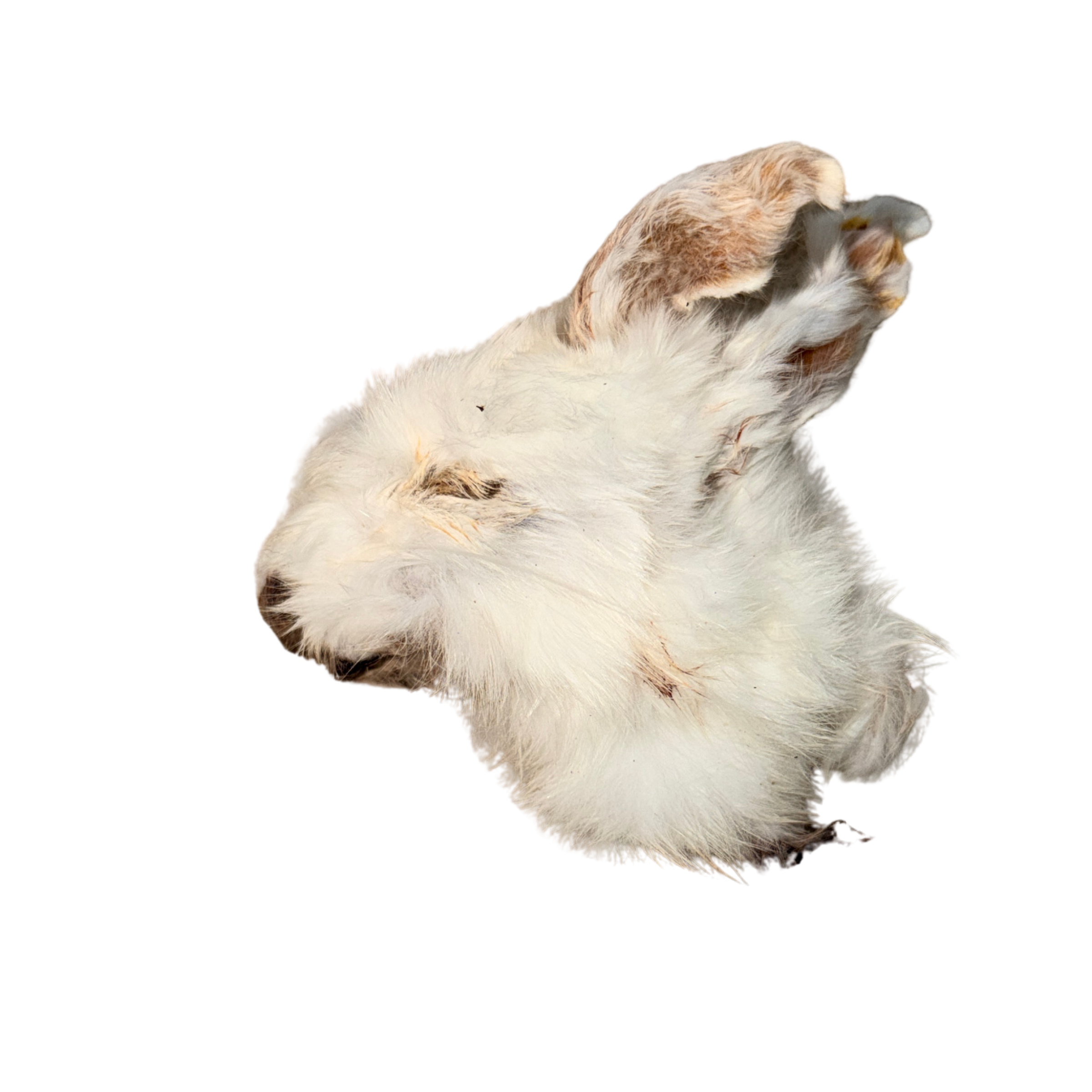 Dehydrated Rabbit Head