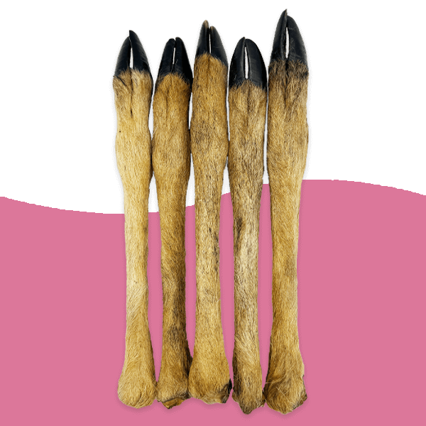 Small Venison Roe (Deer) Legs with fur/hair
