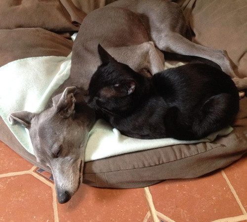DBF Medley - Dogs Best Friend
