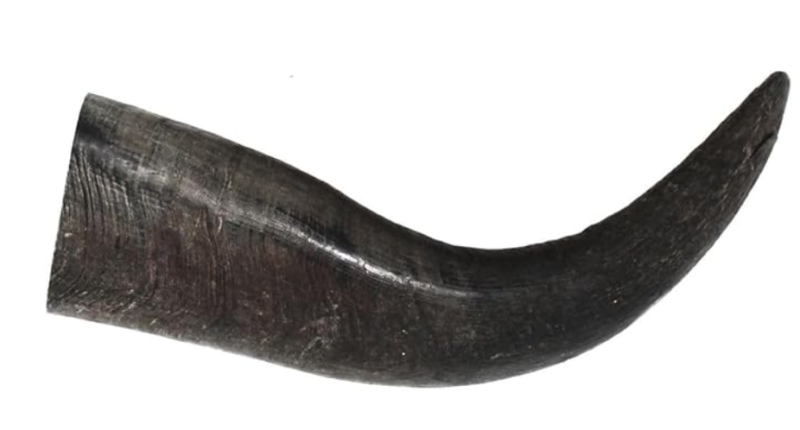 Buffalo Horns Large